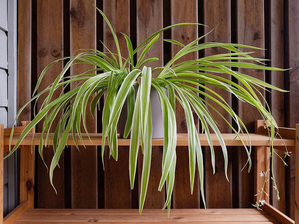 Green Spider Plant — The Tender Gardener