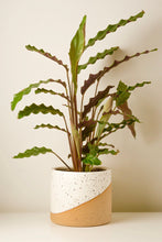 Load image into Gallery viewer, Halee Ceramic Pot 14cm