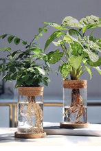 Load image into Gallery viewer, Terrarium Glass Propagation Cylinder Planter with Base