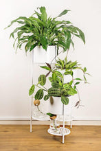 Load image into Gallery viewer, Annika 6 Tier Metal Plant Stand - White