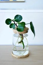 Load image into Gallery viewer, Terrarium Glass Propagation Cylinder Planter with Base