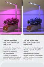 Load image into Gallery viewer, Smart Indoor Hydroponics Grow Kit with LED Grow Lights
