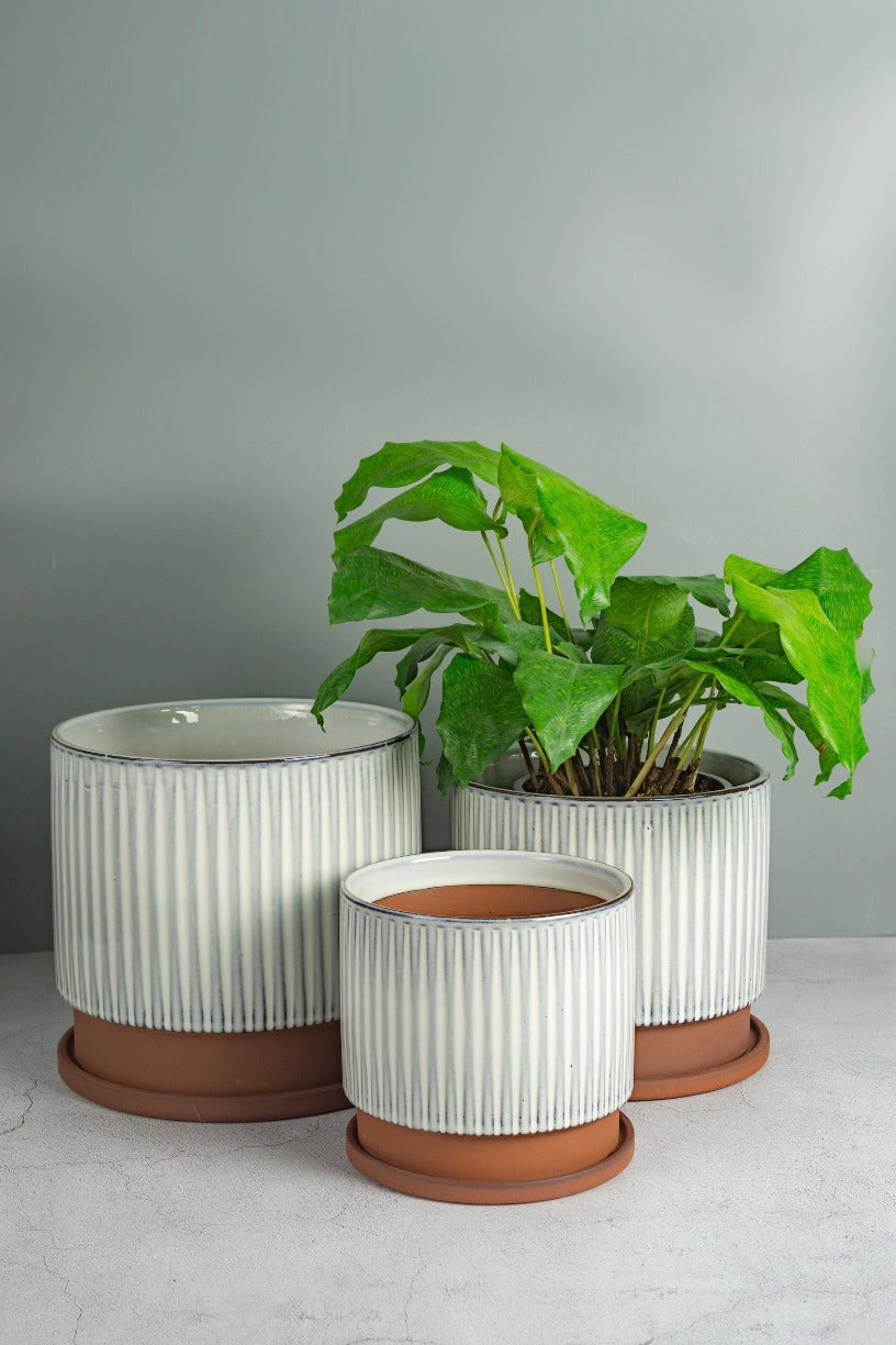 ceramic plant pots nz Ceramic Planter & Terracotta Planter | Urban Leaf