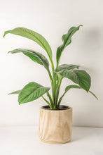 Load image into Gallery viewer, Paulownia Wooden Plant Cover Pot - Large 21cm