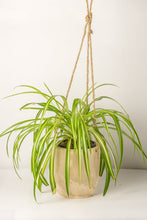 Load image into Gallery viewer, Paulownia Wooden Hanging Planter 16.5cm