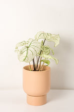 Load image into Gallery viewer, Noemi Ceramic Pot - Matt Pink 15cm