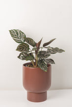 Load image into Gallery viewer, Noemi Ceramic Pot - Brick Red 15cm