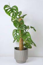 Load image into Gallery viewer, Seda Ceramic Pot & Propagation Station 17cm