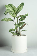 Load image into Gallery viewer, Lamia Ceramic Pot - White 18cm