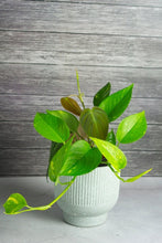 Load image into Gallery viewer, Elm Concrete Planter - Light Green 13.5cm