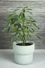 Load image into Gallery viewer, Elm Concrete Planter - Light Green 13.5cm