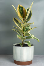 Load image into Gallery viewer, Brooke Ceramic Planter