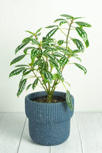 Load image into Gallery viewer, Elm Concrete Planter - Dark Blue 13.5cm