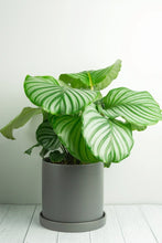 Load image into Gallery viewer, Lamia Ceramic Pot - Grey 18cm
