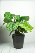 Load image into Gallery viewer, Misti Self-Watering Plant Pot - Black
