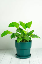 Load image into Gallery viewer, Set of 3 - Green Arisu Polypropylene Pot 17cm