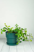 Load image into Gallery viewer, Set of 3 - Green Arisu Polypropylene Pot 17cm