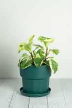 Load image into Gallery viewer, Set of 3 - Green Arisu Polypropylene Pot 17cm
