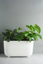 Load image into Gallery viewer, Wide Self-Watering Pot 35cm