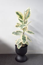 Load image into Gallery viewer, Nova Large Metal Plant Stand