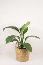 Load image into Gallery viewer, Luca Handmade Natural Woven Basket