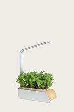 Load image into Gallery viewer, Plant Grow Kit Hydroponics