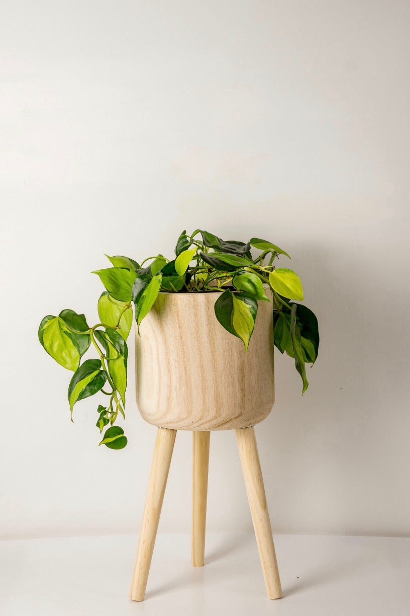 pot plant stand nz Plant Stand 22cm - Wooden Plant Cover Pot with Pot Stand | Urban Leaf