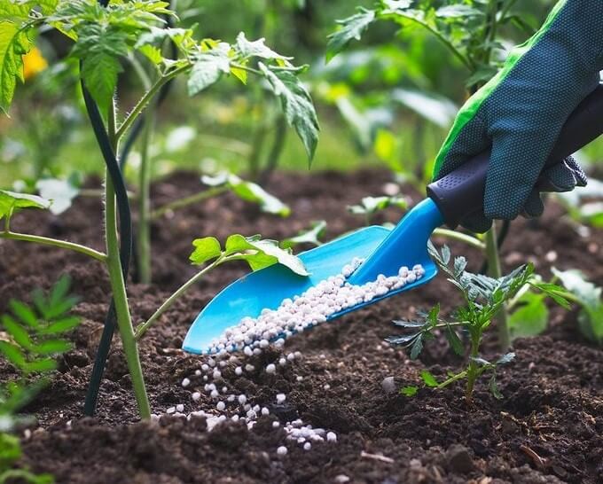 When to feed houseplants