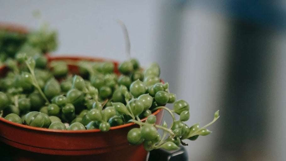 String of Pearls Plant Care