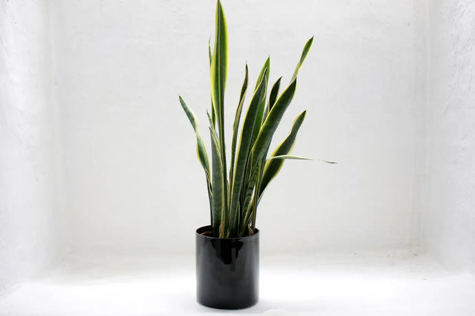 Snake Plant Care