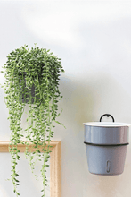 Load image into Gallery viewer, Self-Watering Pot Set - Pot &amp; Metal Hanger
