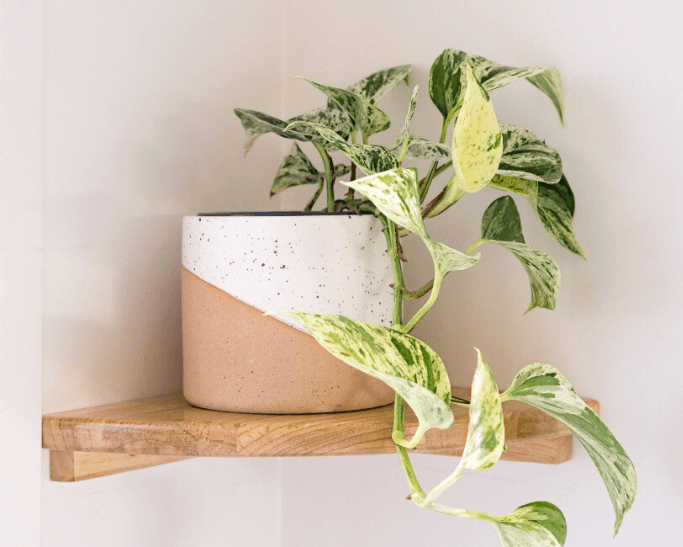 Planters on a wall mounted floating corner shelf