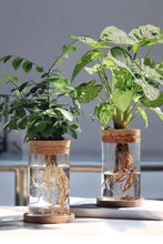 Load image into Gallery viewer, Terrarium Glass Propagation Cylinder Planter with Base
