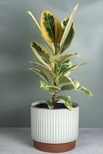 Load image into Gallery viewer, Brooke Ceramic Planter
