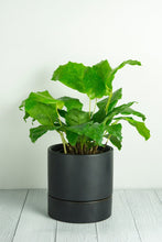 Load image into Gallery viewer, Thea Ceramic Self-Watering Pot - Black 15cm
