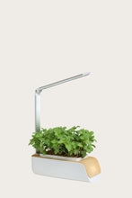 Load image into Gallery viewer, Plant Grow Kit Hydroponics
