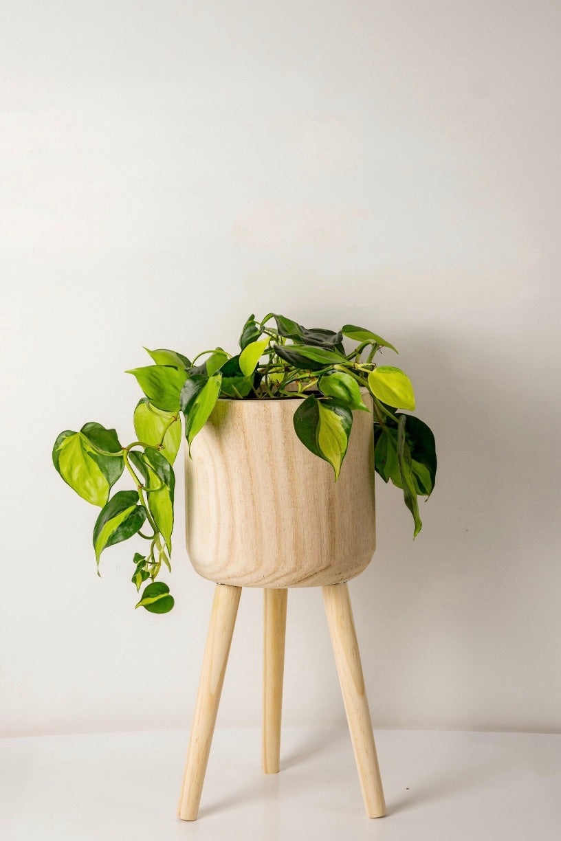 Paulownia Wooden Plant Cover Pot with Stand 21cm